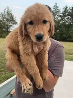 Bluey, a male Golden Retriever for sale in Westminster, SC – 7 of 7