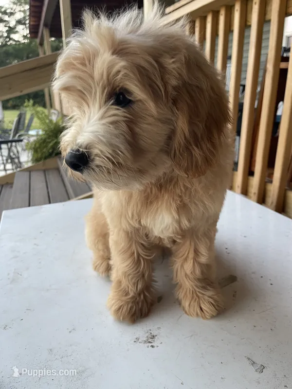 Jonah – Goldendoodle puppy for sale in Iva, SC