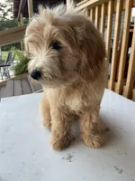 HOLDJonah, a male Goldendoodle for sale in Iva, SC – 1 of 8