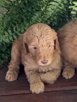 Rascal, a male Labradoodle for sale in Westminster, SC – 2 of 4