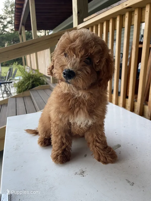 Rosie – Goldendoodle puppy for sale in Iva, SC
