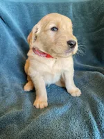 Lucas, a male Golden Retriever for sale in Westminster, SC – 5 of 7