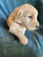 Lucas, a male Golden Retriever for sale in Westminster, SC – 2 of 7