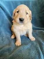 Lucas, a male Golden Retriever for sale in Westminster, SC – 1 of 7