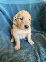 Lucas, a male Golden Retriever for sale in Westminster, SC – 3 of 7