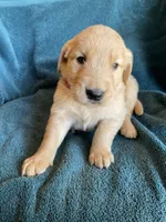 Lucas, a male Golden Retriever for sale in Westminster, SC – 7 of 7