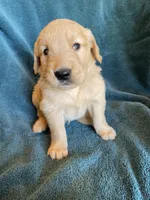 Lucas, a male Golden Retriever for sale in Westminster, SC – 4 of 7