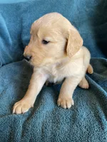 Lucas, a male Golden Retriever for sale in Westminster, SC – 6 of 7