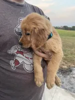 Tilly, a male Golden Retriever for sale in Westminster, SC – 8 of 8