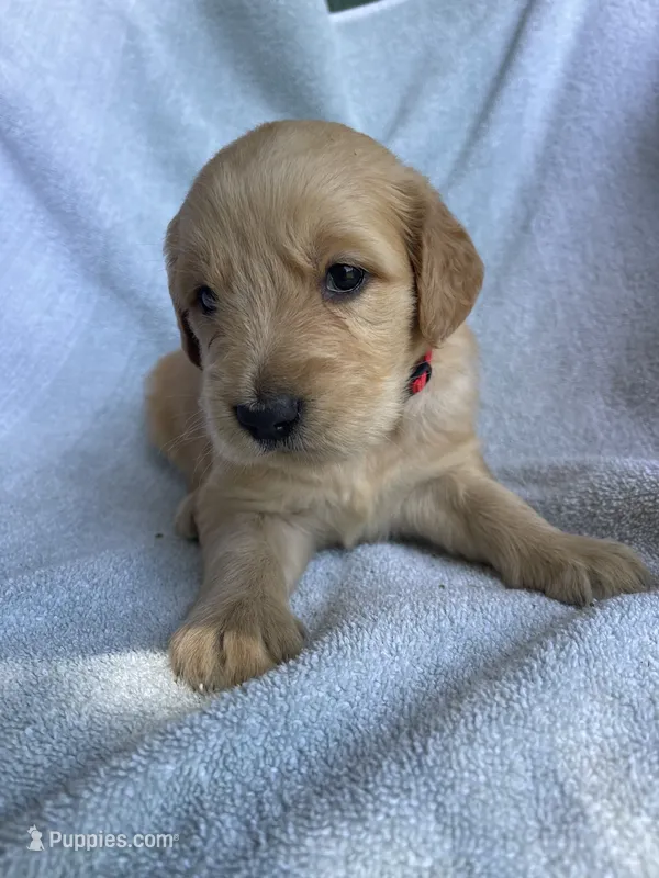 Rowdy – Golden Retriever puppy for sale in Westminster, SC