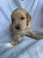 Rowdy, a male Golden Retriever for sale in Westminster, SC – 1 of 3