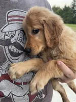 Ducky, a female Golden Retriever for sale in Westminster, SC – 6 of 10