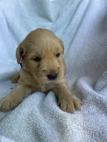 Polly, a female Golden Retriever for sale in Westminster, SC – 3 of 6