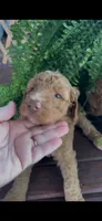 Petunia, a female Labradoodle for sale in Westminster, SC – 4 of 4