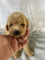 Joey, a male Goldendoodle for sale in Westminster, SC – 3 of 6
