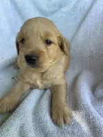 Polly, a female Golden Retriever for sale in Westminster, SC – 1 of 6