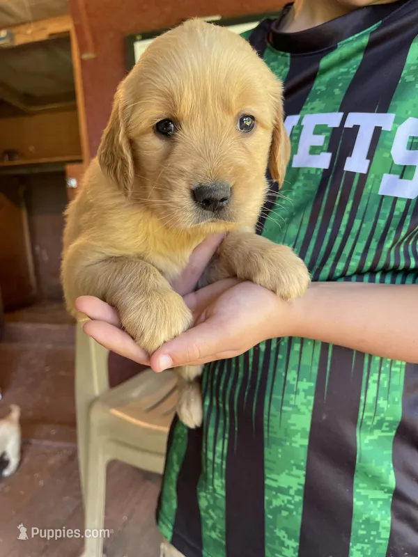 Polly – Golden Retriever puppy for sale in Westminster, SC