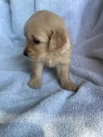 Penny, a female Golden Retriever for sale in Westminster, SC – 4 of 9
