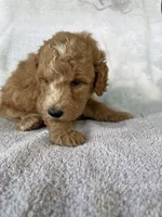 Julie, a female Goldendoodle for sale in Westminster, SC – 4 of 5