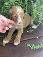 Forrest , a male Labradoodle for sale in Westminster, SC – 2 of 7