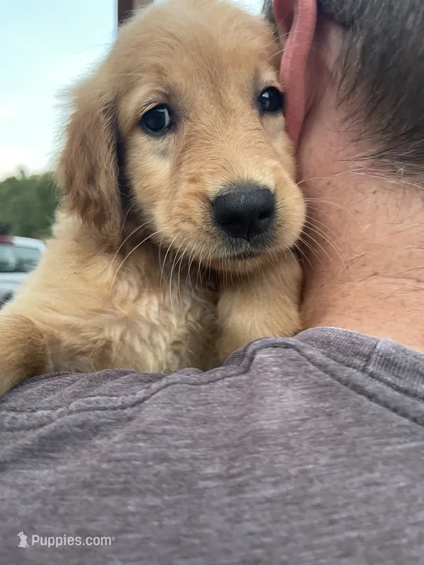 Ducky – Golden Retriever puppy for sale in Westminster, SC