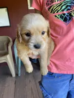 Reserved Ollie, a male Golden Retriever for sale in Westminster, SC – 6 of 7