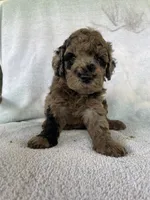 Hollister, a male Goldendoodle for sale in Westminster, SC – 2 of 8