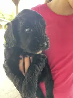 Bear, a male Goldendoodle for sale in Westminster, SC – 5 of 5