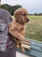 Bruno, a male Golden Retriever for sale in Westminster, SC – 5 of 8