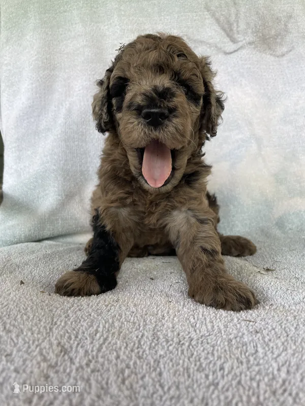 Hollister – Goldendoodle puppy for sale in Westminster, SC