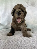 Hollister, a male Goldendoodle for sale in Westminster, SC – 1 of 8