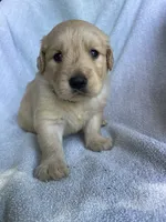 Buxby , a male Golden Retriever for sale in Westminster, SC – 2 of 4