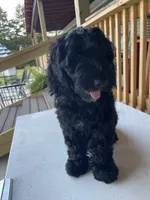 Bear, a male Goldendoodle for sale in Iva, SC – 10 of 10