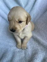 Lily, a female Golden Retriever for sale in Westminster, SC – 7 of 8
