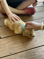 On hold Teddy, a male Golden Retriever for sale in Westminster, SC – 5 of 5