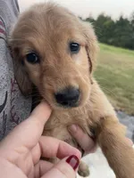 Ducky, a female Golden Retriever for sale in Westminster, SC – 4 of 10