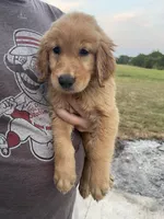Tilly, a male Golden Retriever for sale in Westminster, SC – 3 of 8