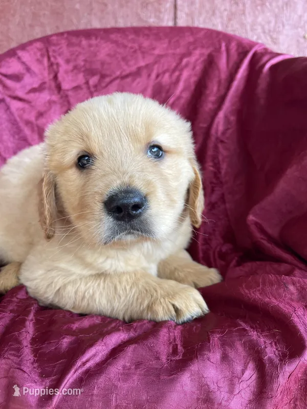 Bernard – Golden Retriever puppy for sale in Westminster, SC