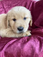 Bernard, a male Golden Retriever for sale in Westminster, SC – Photo 2 of 3