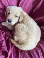 Bernard, a male Golden Retriever for sale in Westminster, SC – Photo 3 of 3