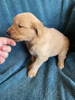 Lucy, a female Golden Retriever for sale in Westminster, SC – 6 of 6