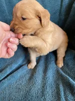 Lucy, a female Golden Retriever for sale in Westminster, SC – 5 of 6