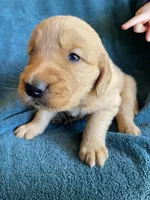 Lucy, a female Golden Retriever for sale in Westminster, SC – 4 of 6