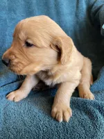 Lucy, a female Golden Retriever for sale in Westminster, SC – 3 of 6