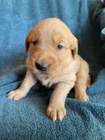 Lucy, a female Golden Retriever for sale in Westminster, SC – 2 of 6