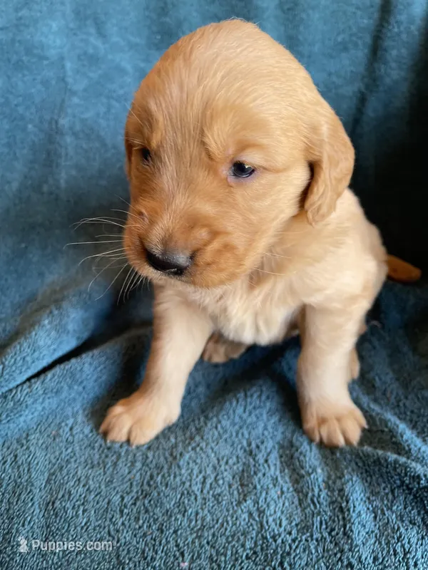 Lucy, a female Golden Retriever for sale in Westminster, SC – 1 of 6