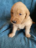 Lucy, a female Golden Retriever for sale in Westminster, SC – 1 of 6