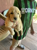 ON HOLD Rowdy, a male Golden Retriever for sale in Westminster, SC – 7 of 7