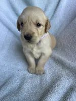 Lily, a female Golden Retriever for sale in Westminster, SC – 8 of 8