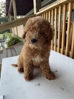 Rosie, a female Goldendoodle for sale in Iva, SC – 2 of 4